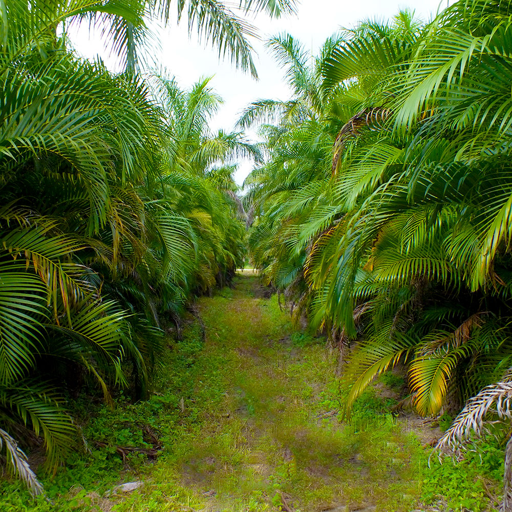 Areca-Palms