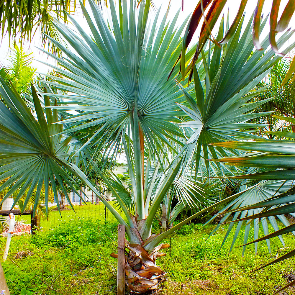Bismarkia-Palms