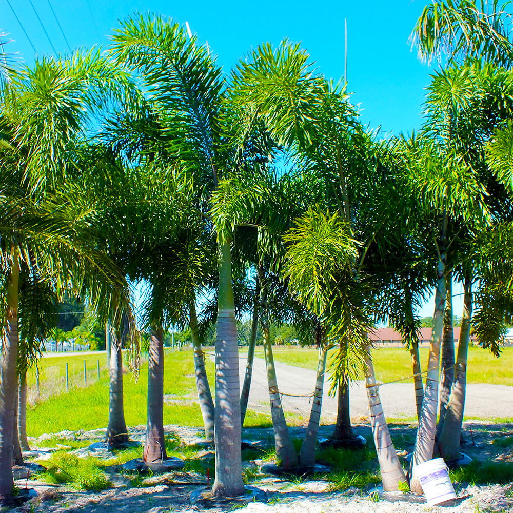Foxtail-Palms