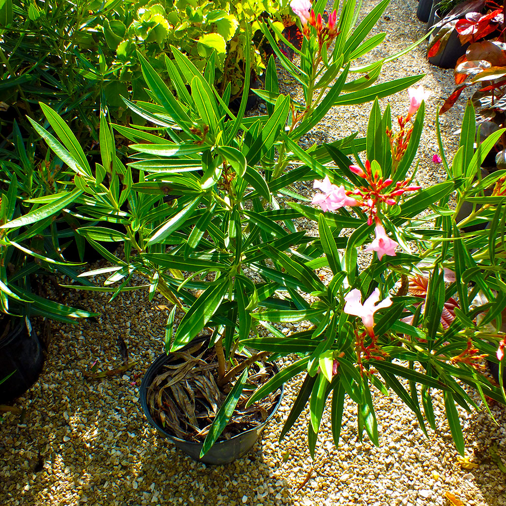 Oleander-Flowering-Plants