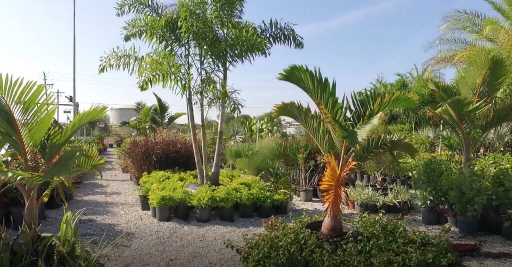 how to start a palm tree nursery