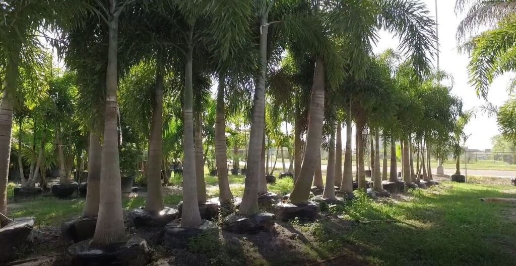 Palm Tree Nursery in Punta Gorda