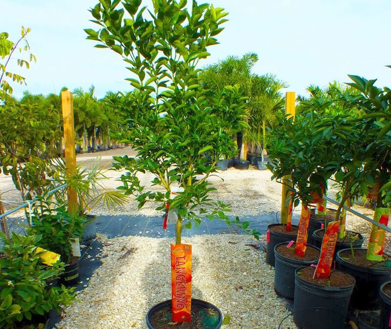 Citrus Fruit Trees for Sale