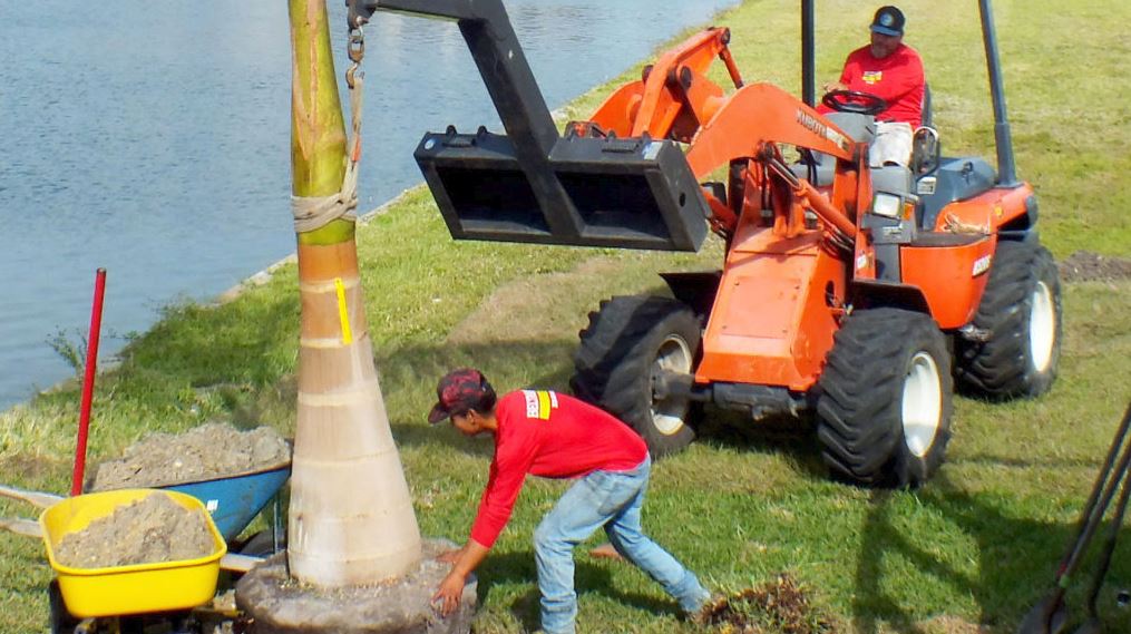 Tree Installation Services in Punta Gorda