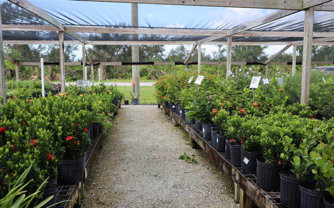 Plant Nursery Fort Myers, Florida