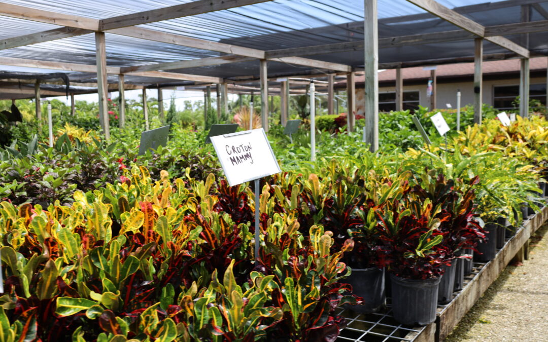 Plant Nursery in Florida