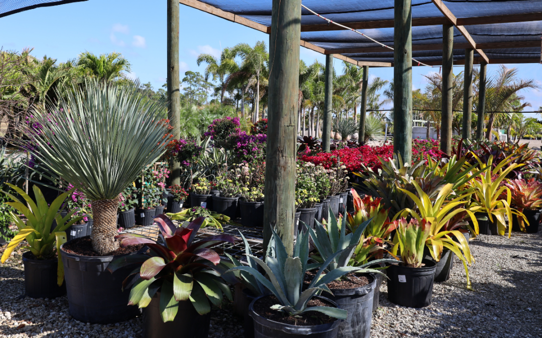 Best Wholesale Plant Nursery in Florida
