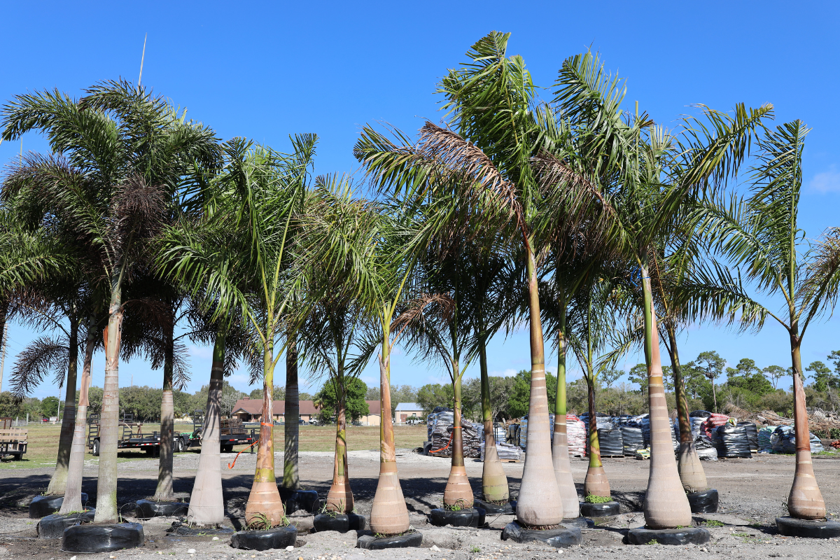 royal-palm-for-sale